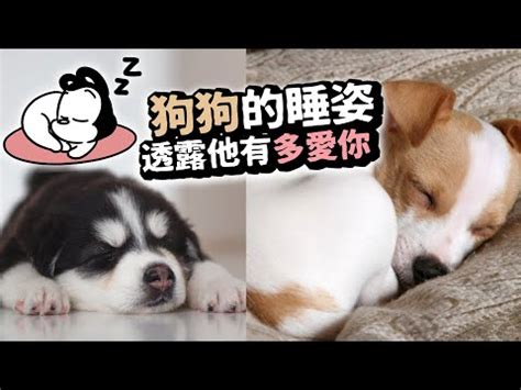 狗狗睡在門口|【狗喜歡睡門口】狗奴們必看！破解狗愛睡門口真相，背後原因超。